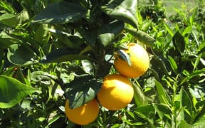 Naval Orange