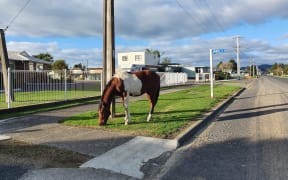 An escaped horse roaming in Ōpōtiki.