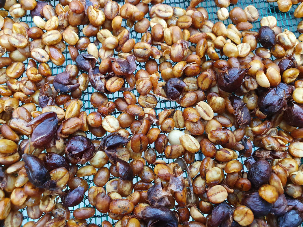 Coffee beans drying