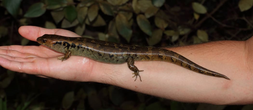 Robust Skink