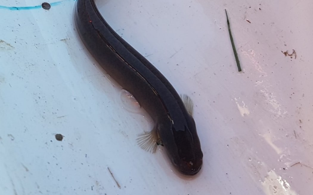 Waikaka/Black mudfish