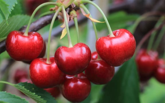 cherries
