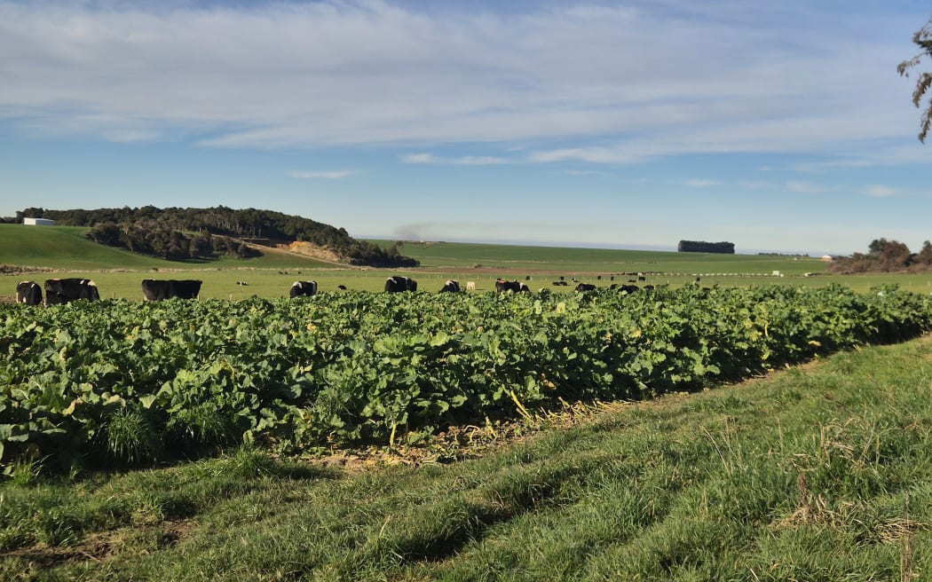 Well-planned winter grazing of stock helps reduce impacts on waterways and animal health.
