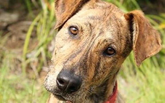 SPCA Whangarei dog - adopted out in September 2014