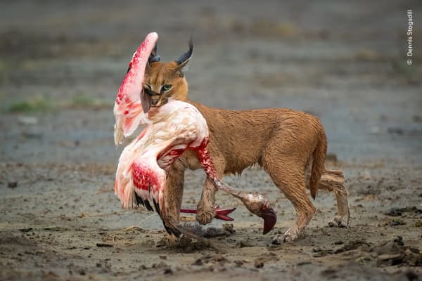 Cat Amongst the Flamingos by Dennis Stogsdill, USA. A caracal hunting a lesser flamingo in the Serengeti National Park, Tanzania.