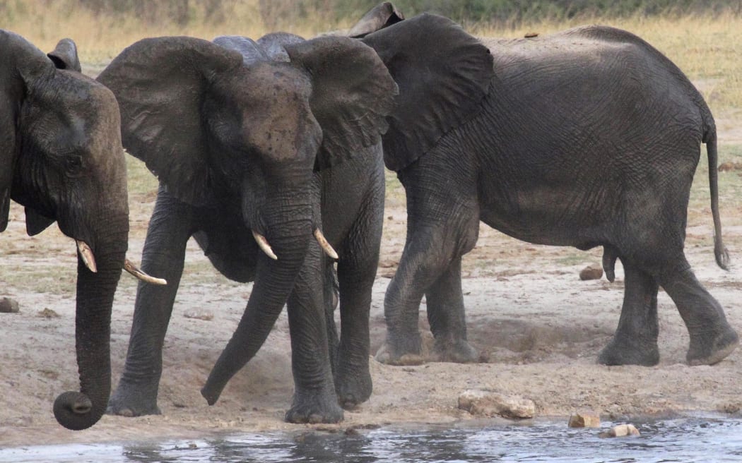 Herd of elephants