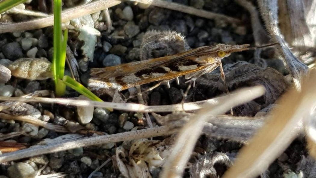 Kupea grassmoth