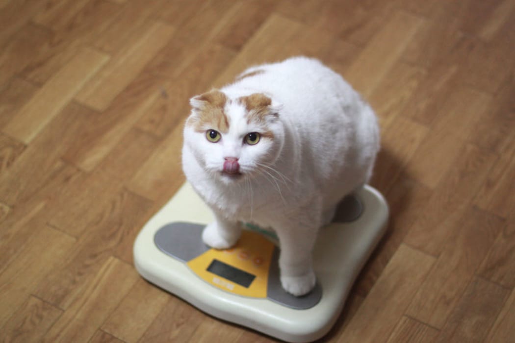 Cat on scales