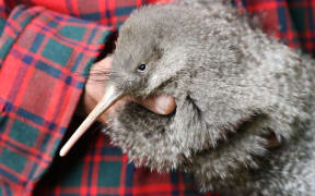 A little spotted kiwi (photo provided by Wellington's Zealandia)