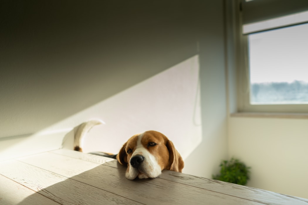A dog resting their head on a table.