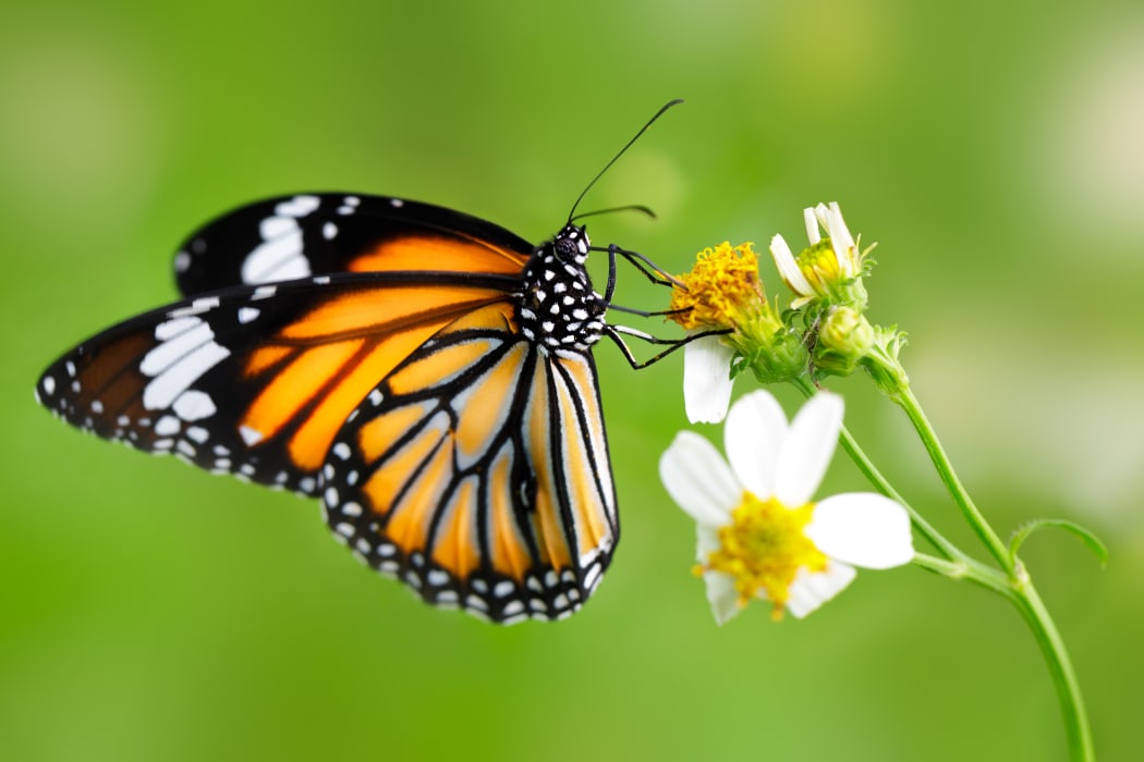 Closeup butterfly on flower (Common tiger butterfly)