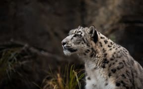 Snow leopards at Wellington Zoo