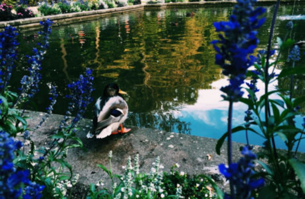 This flora is Lupin and this well-known fauna is a Mallard in a park.