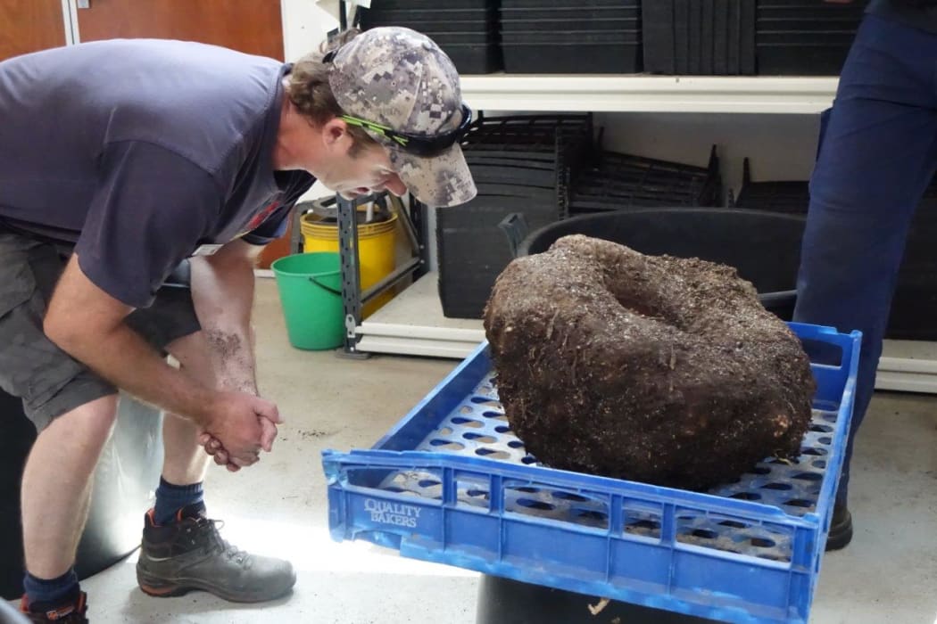 Dunedin winter garden curator Stephen Bishop checks out the corpse flower's weight