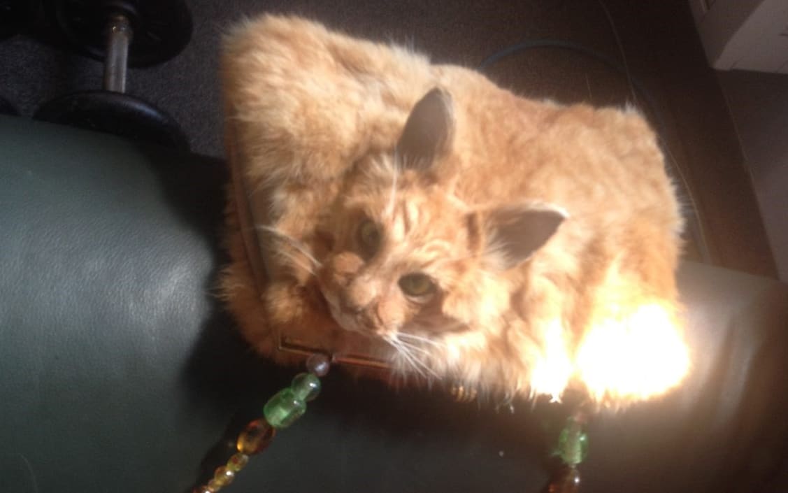 Dead Cat Handbag