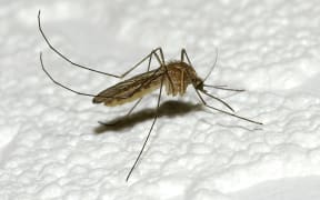 Anopheles gambiae.