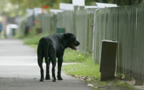 A Kāinga Ora tenant has been evicted from his home after repeatedly becoming aggressive and yelling "f*** you" at staff when he was told to remove his dogs from the property.