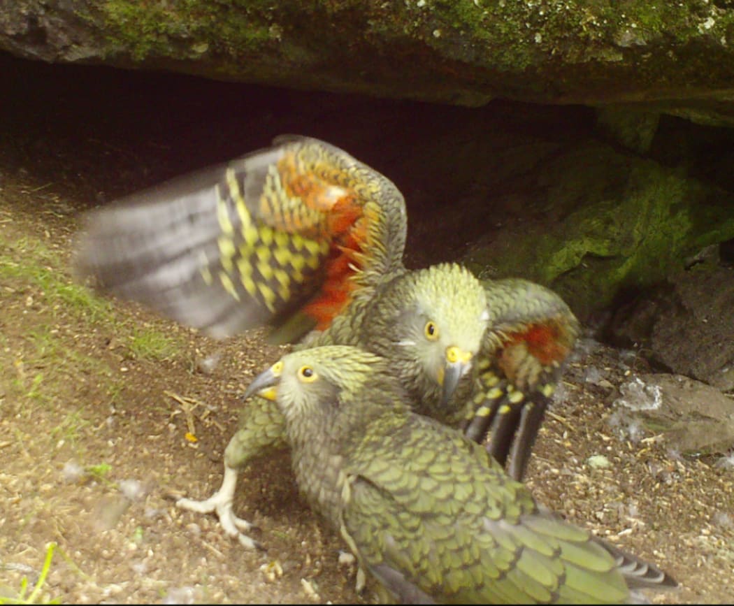 Two kea chicks outside their nest in the Rainbow Conservation Area.