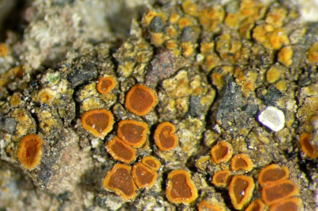Waitakere Firedot Lichen