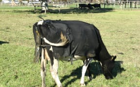 The cow's urine will passes through the sensor which measures nitrogen concentration.