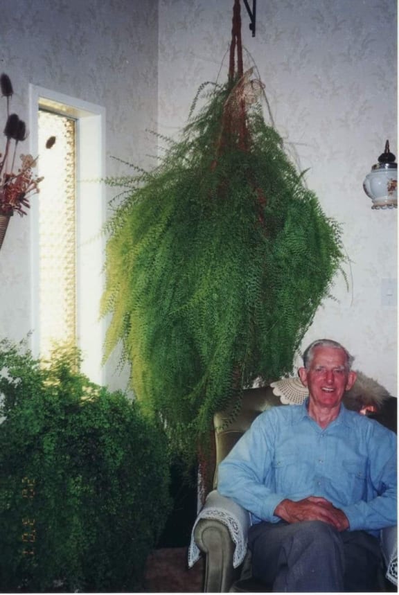 Allister Girvan's grandfather Eugene at home in Nelson with his maidenhair fern