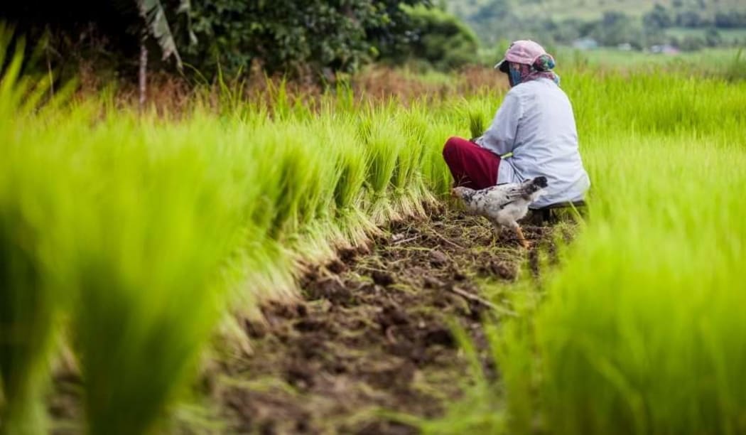 The Seeds For Life programme sees locals planting their own food.