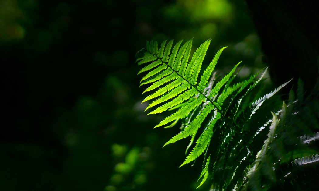 Fern frond