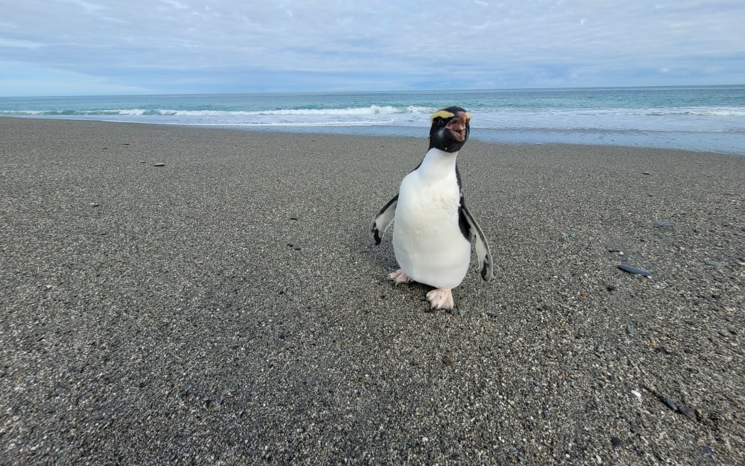 The tawaki being released at Hokitika.