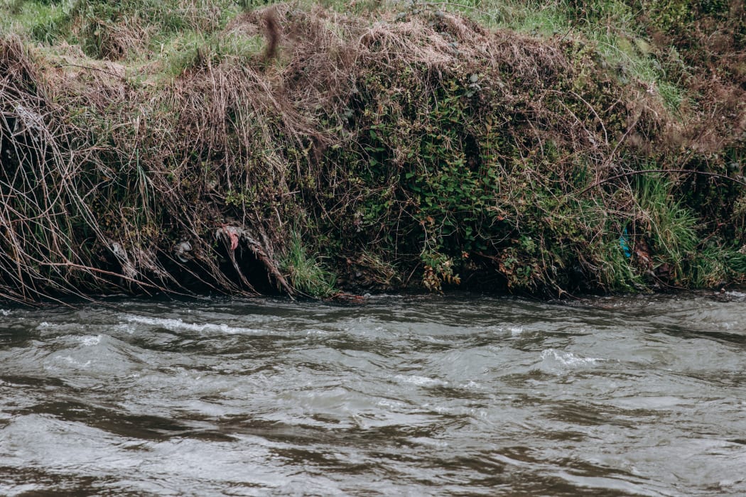 Rubbish seen tangled in the banks of the Mangaore Stream, which flows into the rural town of Shannon. The site of the rubbish is next to a closed landfill. Rubbish was seen in the same spot a year ago.