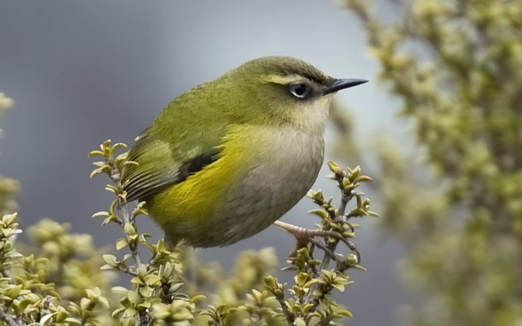 Male rock wren, at Homer Tunnel.