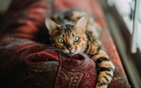 Cats are known to have much better hearing than humans.