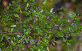 Coprosma propinqua