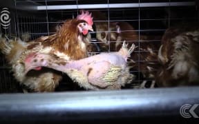 Countdown pulls some eggs from shelves: RNZ Checkpoint