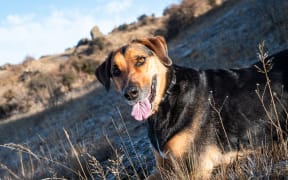 Massey University is embarking on a project to sequence the genome of our homegrown canine - the huntaway.