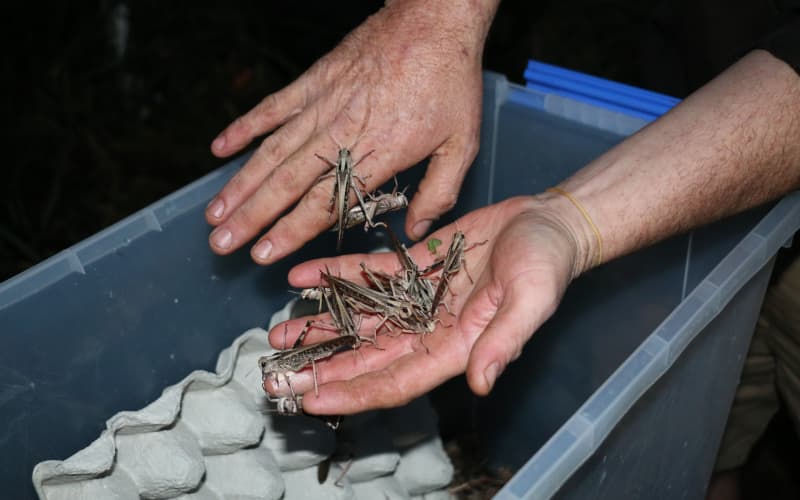 The locusts Malcolm Diack farms are found naturally in New Zealand.