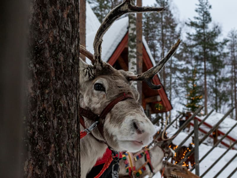 A reindeer peeking out from behind a tree in snowy outdoors.