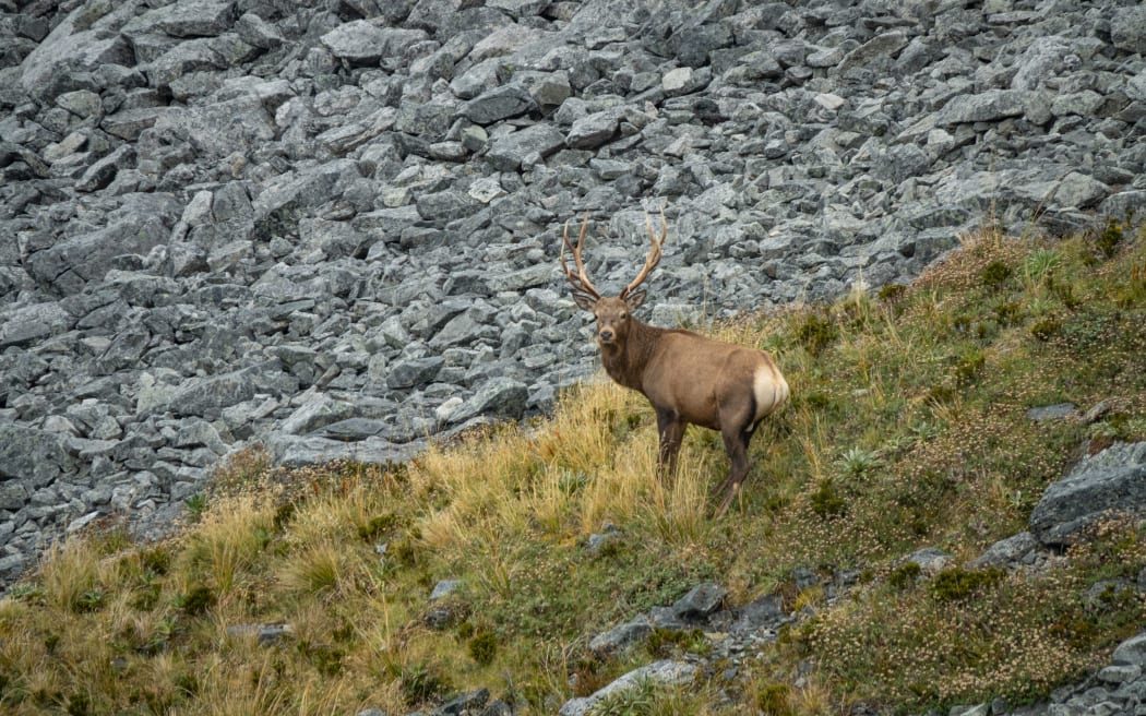 Fiordland wapiti