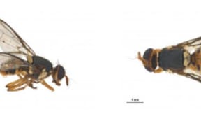 Bactrocera facialis fruit fly found in Otara Auckland