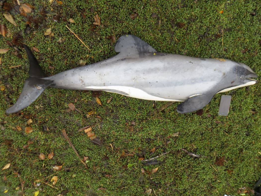 The Hector's dolphin was found dead at the head of Milford Sound in Fiordland.