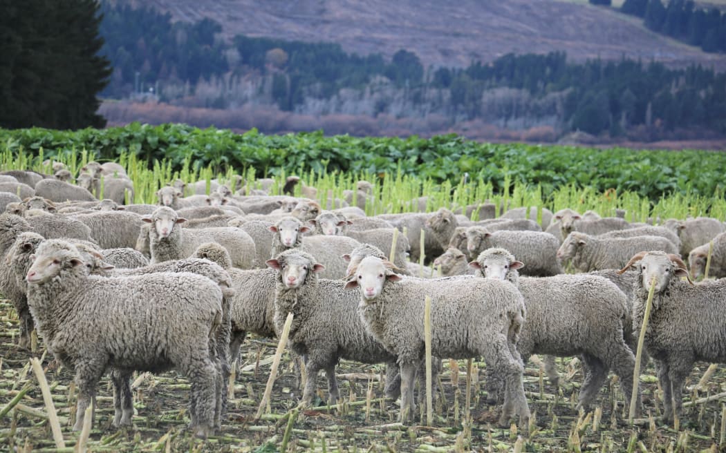 Sheep on winter crops