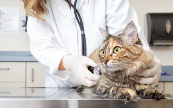 Veterinarian holding a cat and examining him with stethoscope