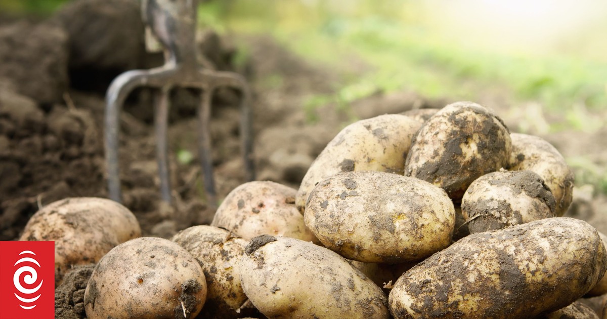 Gardening How to grow potatoes at home in time for Christmas RNZ News
