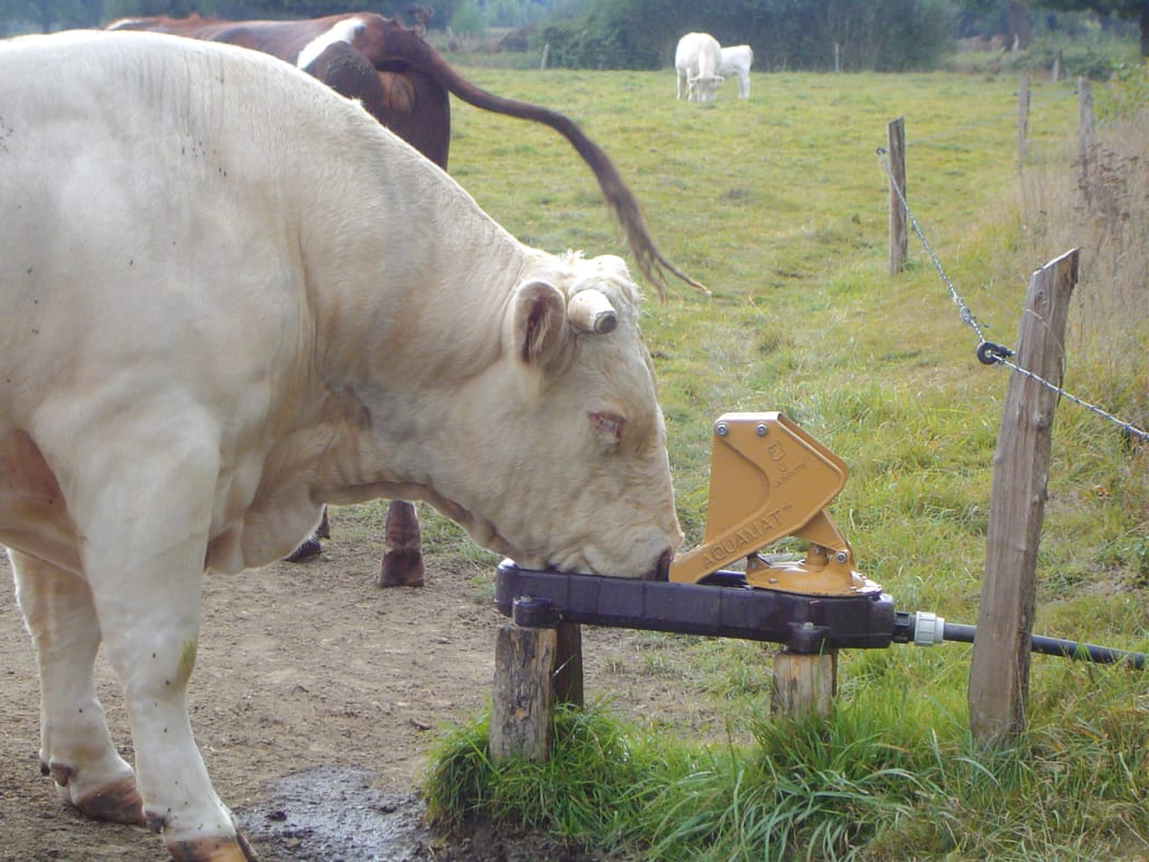 A cow using the new grazing pump to drink.