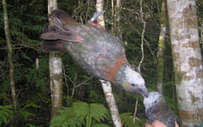 A female kākā with a transmitter.