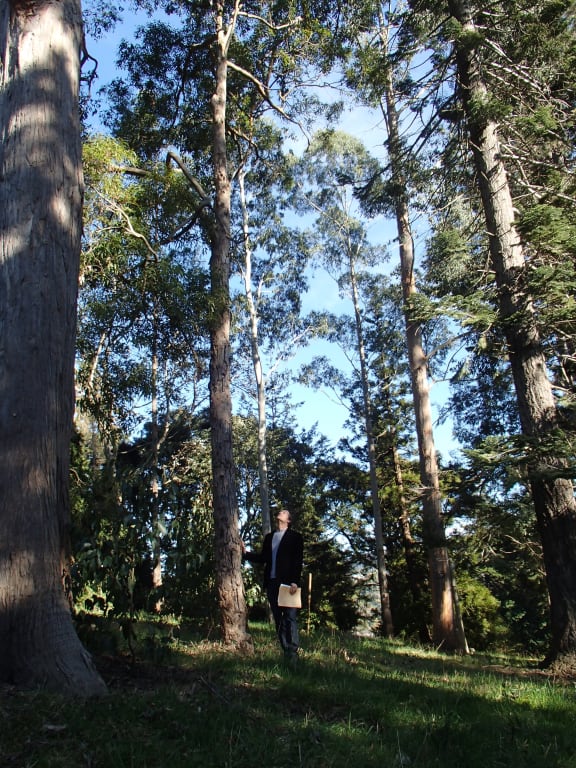 Plant ecologist Steve Higgins stands amongst eucalypt trees in the Dunedin Botanic Gardens.