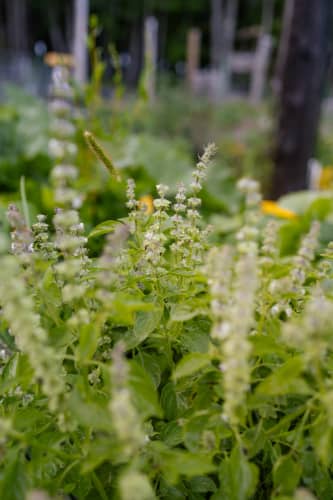 Sage advice: why you should grow more herbs | RNZ