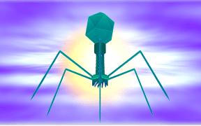 A bacteriophage looks like a moon lander