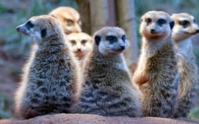 Just how monogamous are humans? Scientists break down how we compare with other animals