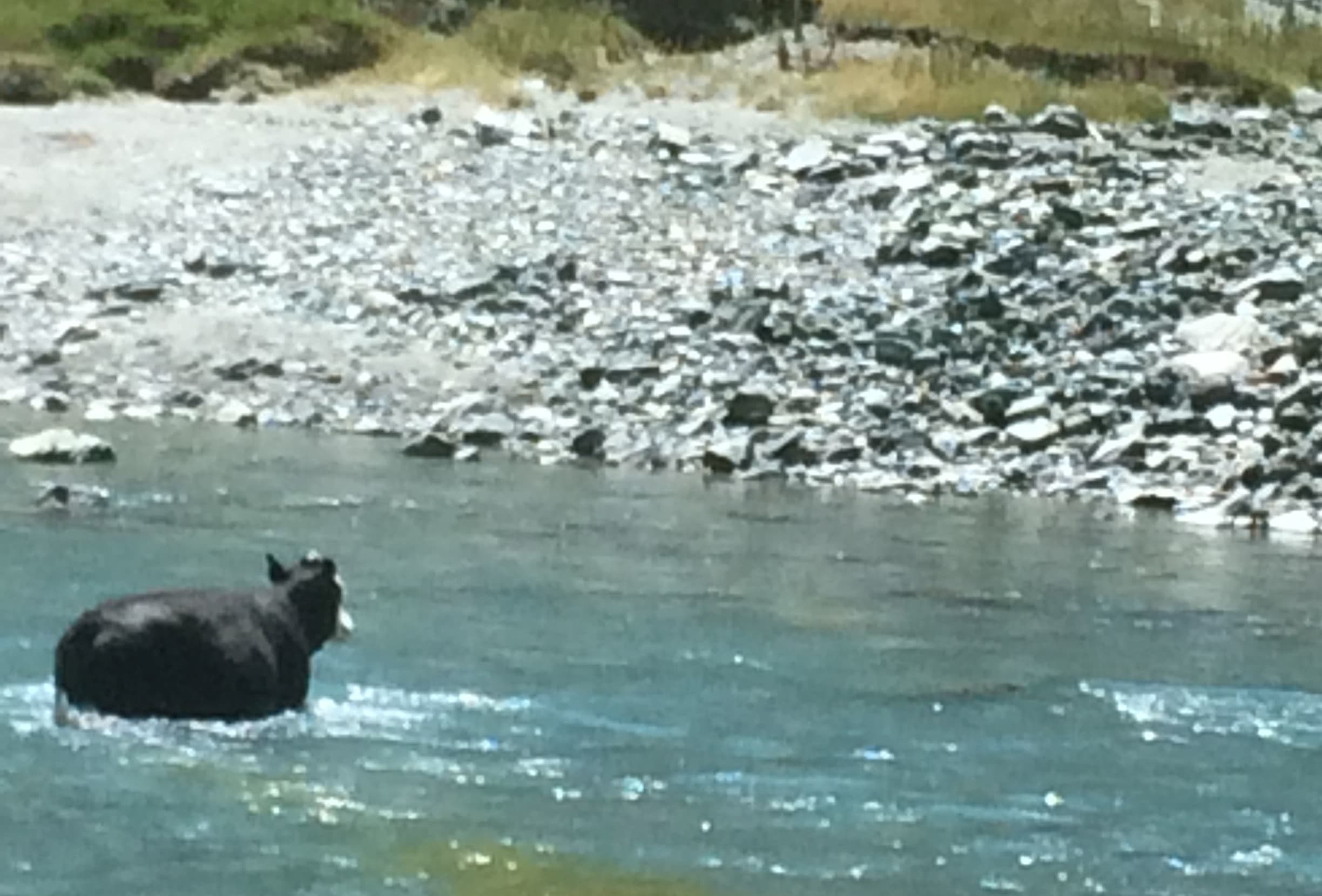 Cattle in Matukituki Valley
