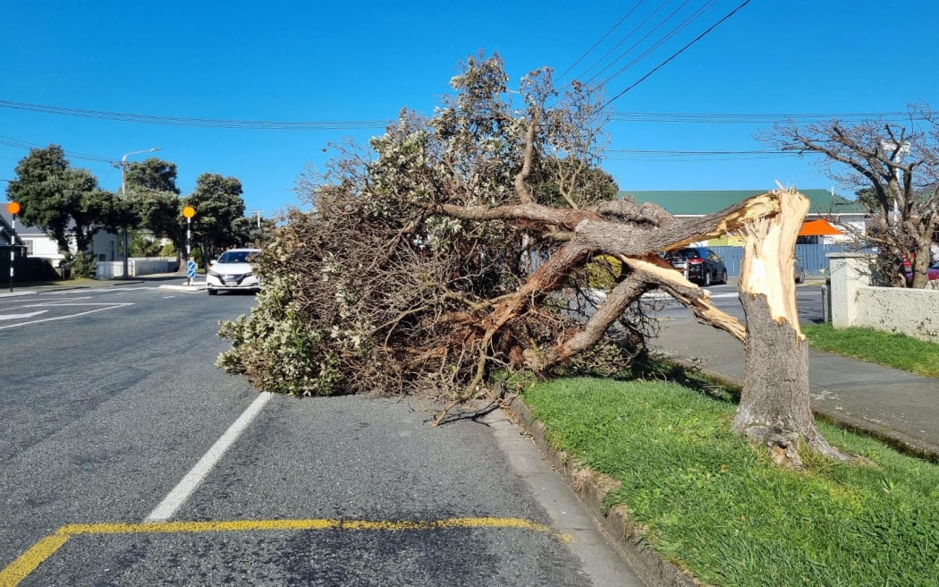 Trees and fences in Miramar toppled in the extreme winds on Sunday night.